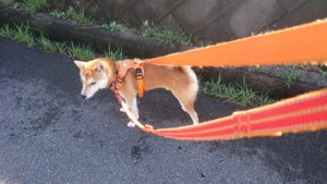 フリースペースのペットホテルセカンドファミリー／朝のお時間　2019年9月23日