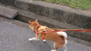 朝のお時間！ 2019/9/25