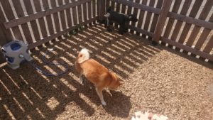 昼過ぎのお時間 2019/9/25