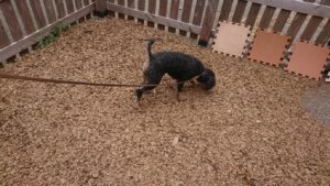 午後のお時間 2019/9/28