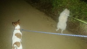 夜のお時間 2019/9/29