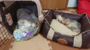 ゆったりと 2019/9/30