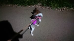 夜のお時間 2019/9/30