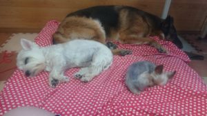 お昼のお時間 2019/10/1