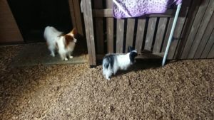 夜のお時間 2019/10/1