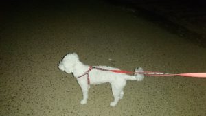 夜のお時間 2019/10/6