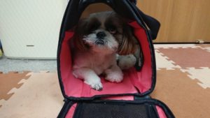 酒々井近郊のペットホテルセカンドファミリー／午後のお時間　2019年10月12日