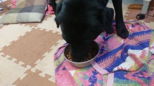 24時間ドッグトレーナー常駐のペットホテルセカンドファミリー／朝のお時間　2019年10月13日