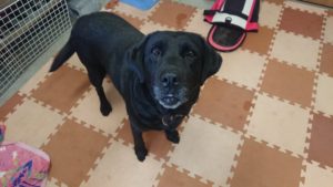 24時間ドッグトレーナー常駐のペットホテルセカンドファミリー／午後のお時間　2019年10月13日