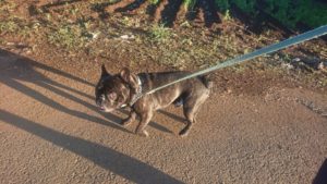 24時間ドッグトレーナー常駐のペットホテルセカンドファミリー／夜のお時間　2019年10月13日