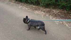 フリースペースのペットホテルセカンドファミリー／朝のお時間　2019年10月14日