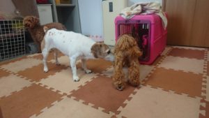 午後のお時間 2019/1016