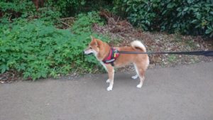 夜のお時間 2019/10/17