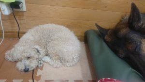 お昼のお時間 2019/10/20