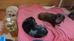 午後のお時間 2019/10/21