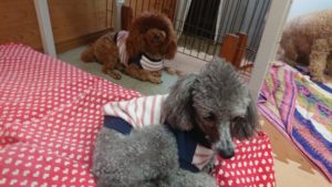 午後のお時間 2019/10/30