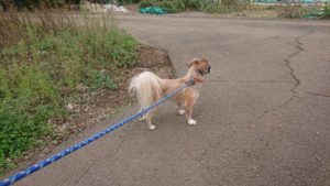 朝のお時間 2019/11/3