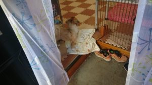 昼のお時間 2019/11/5