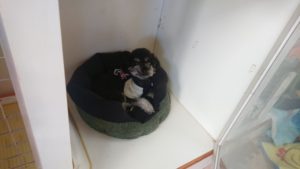 昼のお時間 2019/11/6