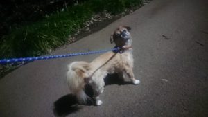 夜のお時間 2019/11/6