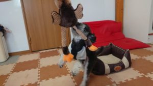 午後のお時間 2019/11/7