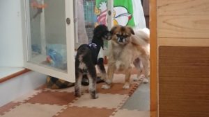 昼のお時間 2019/11/8