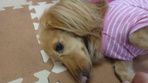 昼のお時間 2019/11/11