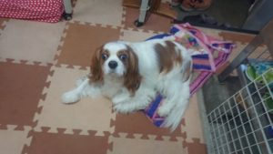 午後のお時間 2019/11/12