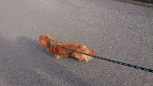 朝のお時間 2019/11/15