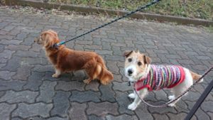 ゆっくりと 2019/11/15