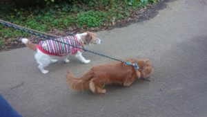 朝のお時間 2019/11/16