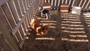 昼のお時間 2019/11/17