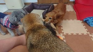 昼のお時間 2019/11/18