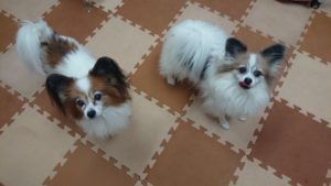 昼のお時間 2019/11/27