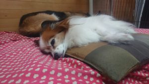 昼のお時間 2019/11/28