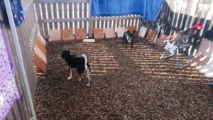 午後のお時間 2019/11/29