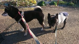 朝のお時間 2019/11/30