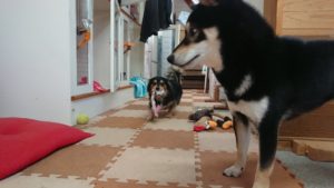 昼のお時間 2019/11/30