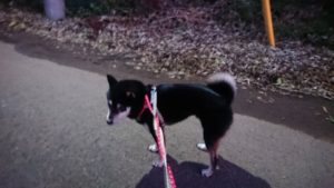 夜のお時間 2019/11/30