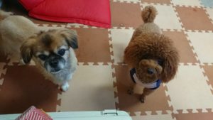 昼のお時間 2019/11/1