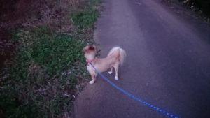 夜のお時間 2019/11/2