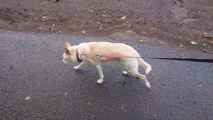 朝のお時間 2019/12/3