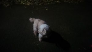 夜のお時間 2019/12/3