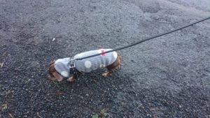 朝のお時間 2019/12/12