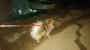 夜のお時間 2019/12/15