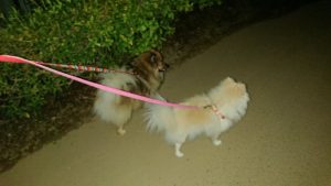 夜のお時間 2019/12/16