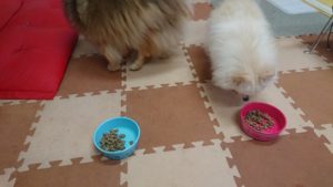 朝のお時間 2019/12/17