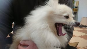 昼のお時間 2019/12/17