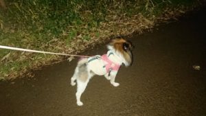 夜のお時間 2019/12/18