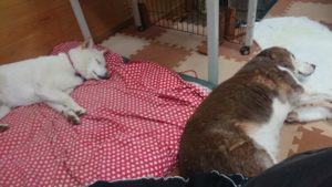 昼のお時間 2019/12/22